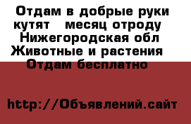 Отдам в добрые руки кутят 1 месяц отроду - Нижегородская обл. Животные и растения » Отдам бесплатно   